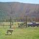 Sadie does not like the cameras at all. Well, and probably wants to roll in the cow pies.
